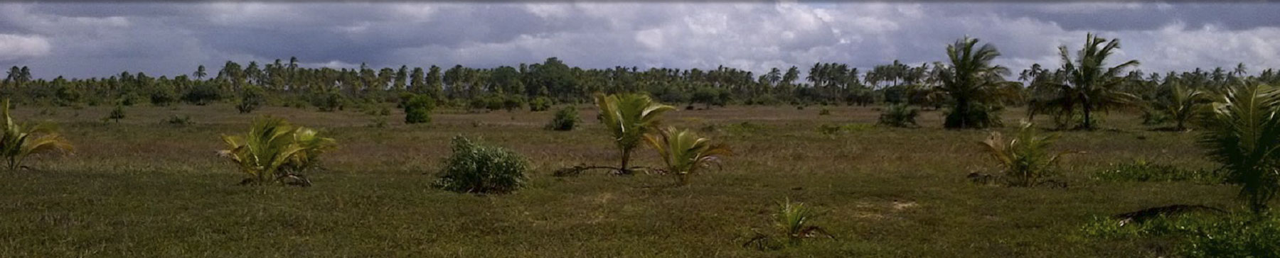 Cocoa Resort Brazil